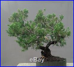 Bonsai Tree, Parsoni Juniper, Greatr Trunk Movement, No reserve Auction