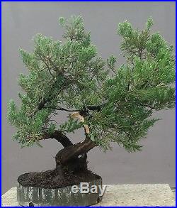 Bonsai Tree, Parsoni Juniper, Greatr Trunk Movement, No reserve Auction
