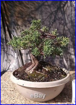 Bonsai Tree, Parsoni Juniper, Highly refined Prebonsai, Great Character #1