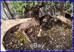 Bonsai Tree, Parsoni Juniper, Highly refined Prebonsai, Great Character #1