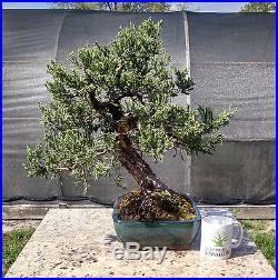Bonsai Tree, Parsoni Juniper, Highly refined bonsai, Great Character #1