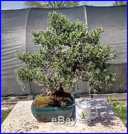 Bonsai Tree, Parsoni Juniper, Highly refined bonsai, Great Character #1