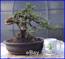 Bonsai Tree, Parsoni Juniper, Highly refined bonsai, Great Character #3