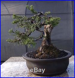 Bonsai Tree, Parsoni Juniper, Highly refined bonsai, Great Character #3