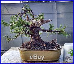 Bonsai Tree, Parsoni Juniper, Highly refined bonsai, Great Character #4