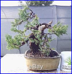 Bonsai Tree, Parsoni Juniper, Highly refined bonsai, Great Character #4