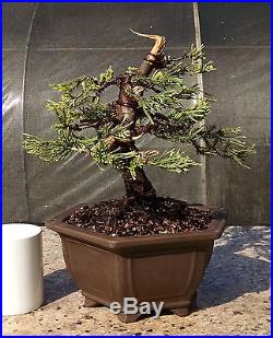 Bonsai Tree, Parsoni Juniper, Highly refined bonsai, Great Character #5