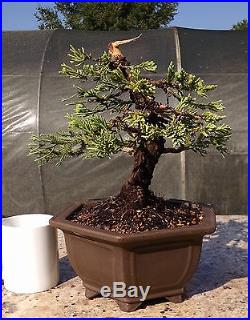 Bonsai Tree, Parsoni Juniper, Highly refined bonsai, Great Character #5