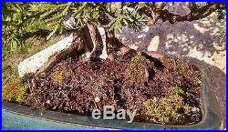 Bonsai Tree, Parsoni Juniper, Highly refined bonsai, Hollow Trunk #2