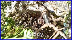 Bonsai Tree, Parsoni Juniper, Highly refined bonsai, Hollow Trunk #2