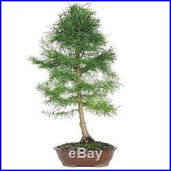 Bonsai Tree Plant Golden Larch Great Spring Foliage 10 Years Best Gift Pot NEW