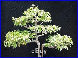 Bonsai Tree Prize Winning Japanese Elm