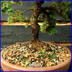 Bonsai Tree Pro Nana Green Mound GMJ-1215A