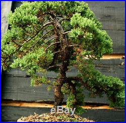Bonsai Tree Pro Nana Green Mound GMJ-1215A
