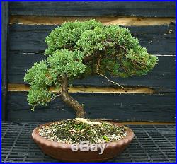 Bonsai Tree Pro Nana Green Mound GMJ-201A