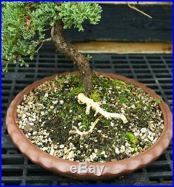 Bonsai Tree Pro Nana Green Mound GMJ-201A