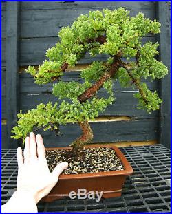 Bonsai Tree Pro Nana Green Mound GMJ-201E
