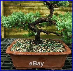 Bonsai Tree Pro Nana Green Mound Juniper GMJ-728A