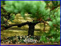 Bonsai Tree Pro Nana Green Mound Juniper GMJ-728A