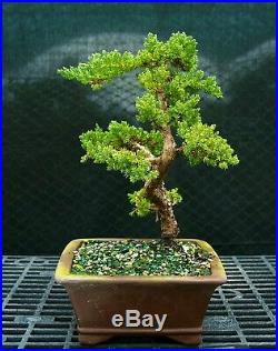 Bonsai Tree Pro Nana Green Mpund Juniper GMJ-118A