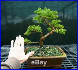 Bonsai Tree Pro Nana Green Mpund Juniper GMJ-118A