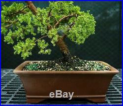 Bonsai Tree Pro Nana Green Mpund Juniper GMJ-118B
