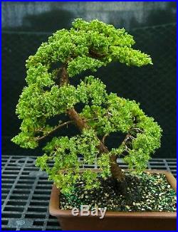 Bonsai Tree Pro Nana Green Mpund Juniper GMJ-118B