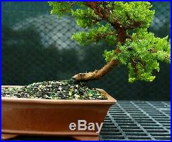 Bonsai Tree Pro Nana Green Mpund Juniper GMJ-118C
