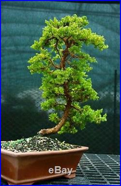 Bonsai Tree Pro Nana Green Mpund Juniper GMJ-118C
