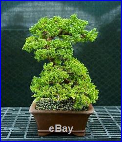 Bonsai Tree Pro Nana Green Mpund Juniper GMJ-118F