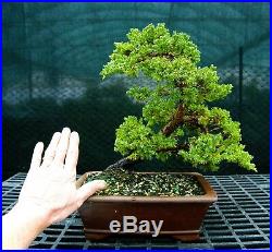 Bonsai Tree Pro Nana Green Mpund Juniper GMJ-118F