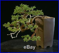 Bonsai Tree Pro Nana Juniper Pacific Blue Cascade GMJC-1208