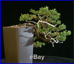 Bonsai Tree Pro Nana Juniper Pacific Blue Cascade GMJC-1208