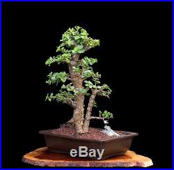 Bonsai Tree Rare Indoor Or Outdoor Cork Bark Jade Forest