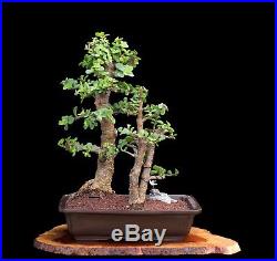 Bonsai Tree Rare Indoor Or Outdoor Cork Bark Jade Forest