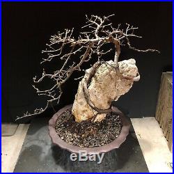 Bonsai Tree Root Over Rock Chinese Elm Yixing Zisha Pot Chop 15 Tall