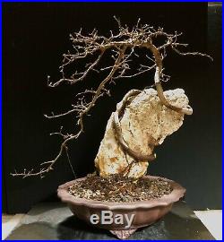 Bonsai Tree Root Over Rock Chinese Elm Yixing Zisha Pot Chop 15 Tall