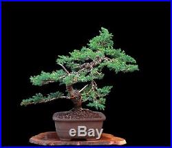 Bonsai Tree San Jose Juniper (Juniperus Chinensis'san jose) in Yixing Clay Pot