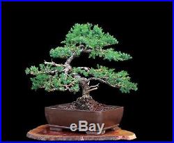 Bonsai Tree San Jose Juniper (Juniperus Chinensis'san jose) in Yixing Clay Pot