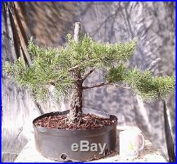 Bonsai Tree, Sand Pine, Pinus clausa, Quality Prebonsai, Established Yamadori