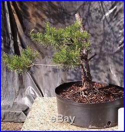 Bonsai Tree, Sand Pine, Pinus clausa, Quality Prebonsai, Established Yamadori