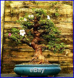 Bonsai Tree Satsuki Azalea Gyoten Specimen SAGST-508B