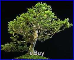 Bonsai Tree Satsuki Azalea Hiodoshi Specimen SAHST-913