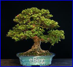 Bonsai Tree Satsuki Azalea Komachiwarai Specimen SAKST-702