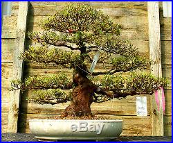 Bonsai Tree Satsuki Azalea Nyohozan Specimen SANST-328B