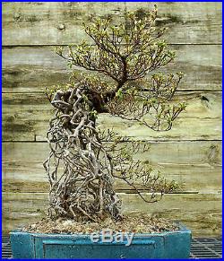 Bonsai Tree Satsuki Azalea Shinnikko Exposed Root Specimen SAERSST-324A