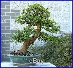 Bonsai Tree Satsuki Azalea Variety Unkown Specimen SAST-503C