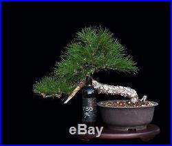 Bonsai Tree Semi Cascade Mikawa Japanese Cork Bark Black Pine