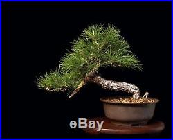 Bonsai Tree Semi Cascade Mikawa Japanese Cork Bark Black Pine