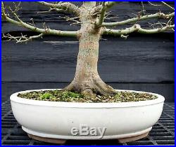 Bonsai Tree Sharpes Pigmy Maple JMSPST-202